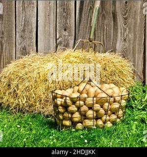 Landwirtschaft, Kartoffel, Kartoffelernte, Landwirtschaft, rohe Kartoffeln, Kartoffelernte Stockfoto