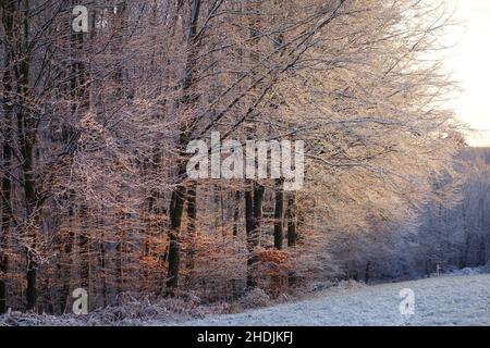 Wald, Winter, Lichtung, Wälder, Holz, Wälder, Wälder, Winter, Waldlichtungen Stockfoto