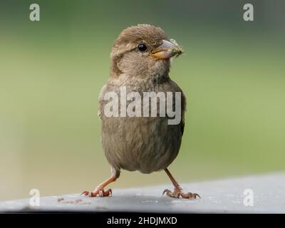 Nahaufnahme des Sperabels mit Beute im Schnabel Stockfoto