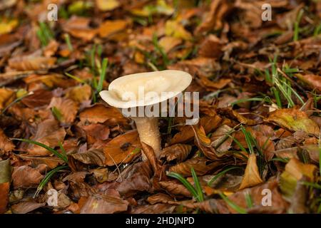 Nahaufnahme eines Trichter-Pilzbeckens, der im Herbst auf dem Waldboden unter goldgetrockneten, gefallenen Blättern im Westonburt Arboretum, Gloucestershire, Großbritannien, wächst Stockfoto