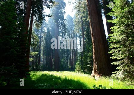 Wald, Lichtung, Mammutbäume, Wälder, Holz, Wälder, Wälder, Waldlichtungen, Mammutbäume Stockfoto