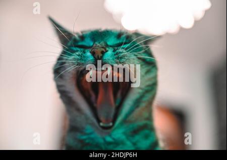 A European gray haired domestic cat tears open its mouth and shows its pointed canines Stockfoto