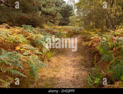 Fußweg durch Bracken- und Mischwälder, Sandlings-Heide, Sutton, Suffolk, England, VEREINIGTES KÖNIGREICH Stockfoto