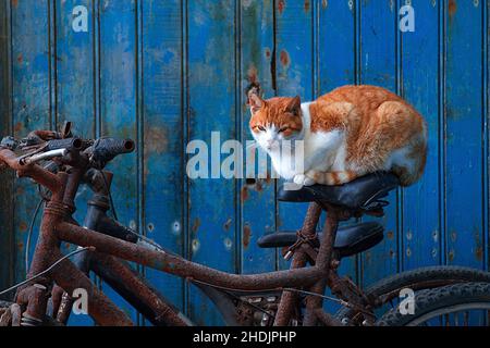 Katze, Fahrradsitz, Katzen, Fahrradsitze Stockfoto