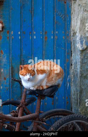 Katze, Nickerchen, Fahrradsitz, Katzen, Fahrradsitze Stockfoto