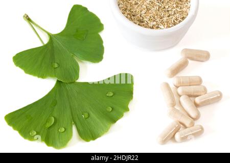 ginkgo, homöopathisch, Ginkgos, homöopathisch Stockfoto