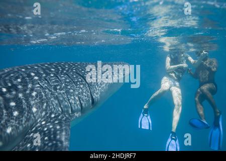 Schnorcheln, Tauchen, Walhai, Schnorcheln, Schnorcheln, Tauchen, Taucher, Tauchgänge Stockfoto