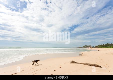 Hund, Küste, Hunde, Küsten Stockfoto