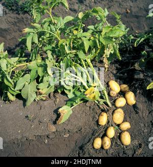 Kartoffel, Kartoffelpflanze, Kartoffelernte, rohe Kartoffeln, Kartoffelpflanzen, Kartoffelernte Stockfoto