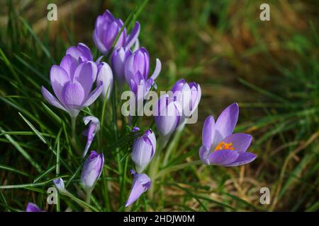 Im Gras blüht ein Haufen Frühlingskrähen. Frische, schöne violette Krokusse, selektiver Fokus. Stockfoto