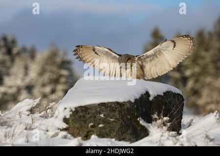 Die Eule des östlichen Sibirischen Adlers landet im Winter auf einem Felsen mit Schnee. Schöne Eule aus Russland. Winterszene mit majestätischer seltener Eule. Bubo bubo sibiricus Stockfoto