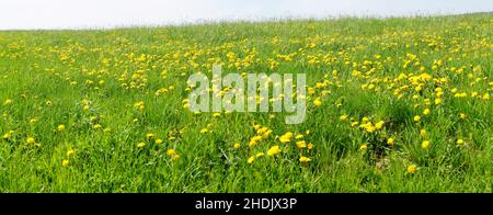 Löwenzahn, löwenzahn, löwenzahn Stockfoto