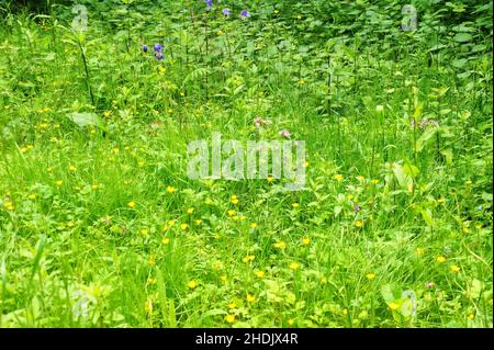 Medizinische Pflanze, Wildblume, medizinische Pflanzen, Wildblumen Stockfoto