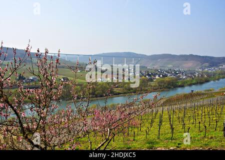mosel, hohe moselbrücke, moselflüsse Stockfoto