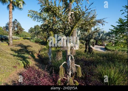 Ein großer Blumenstrauß und Früchte der Caryote-Palme, auch Fischschwanz im Erholungspark genannt Stockfoto