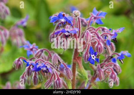 Blüte, Borretsch, Blüten, Borretsch Stockfoto