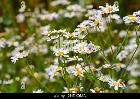 Costmary, alecost, Balsamkraut, bibelleblatt, Minzgeranium, tanacetum balsamita Stockfoto