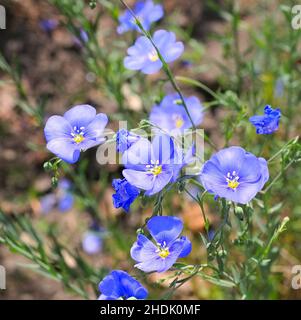 Blossom, linum austriacum, Blüten, asiatischer Flachs, linum Stockfoto