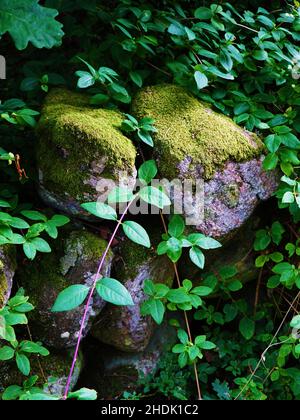 Eine Nahaufnahme der Steinmauer, die mit Moos und Weinreben bedeckt ist Stockfoto