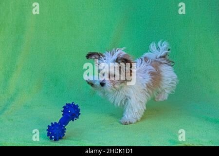 Bolonka Zwetna Spielzeug Hund Welpen spielen mit Kauspielzeug, Deutschland Stockfoto