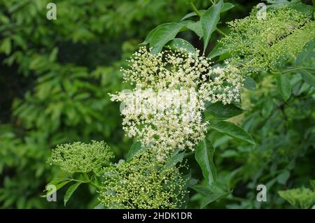 Holunderblüten, Holunderblüten, Holunderbeeren, Holunderblüten Stockfoto