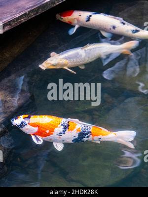 Koi; Nishikigoi; Karpfen; Amurkarpfen; Cyprinus rubrofuscus; Portland Japanese Gardens; Portland; Oregon; USA Stockfoto