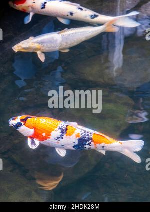 Koi; Nishikigoi; Karpfen; Amurkarpfen; Cyprinus rubrofuscus; Portland Japanese Gardens; Portland; Oregon; USA Stockfoto