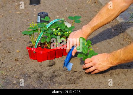 Junge Pflanze, Erdbeerpflanze, junge Pflanzen, Erdbeerpflanzen Stockfoto