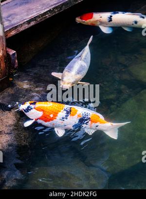 Koi; Nishikigoi; Karpfen; Amurkarpfen; Cyprinus rubrofuscus; Portland Japanese Gardens; Portland; Oregon; USA Stockfoto