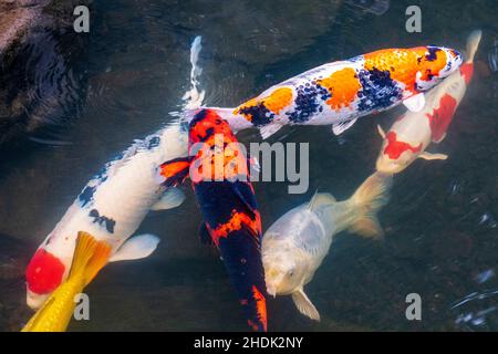 Koi; Nishikigoi; Karpfen; Amurkarpfen; Cyprinus rubrofuscus; Portland Japanese Gardens; Portland; Oregon; USA Stockfoto