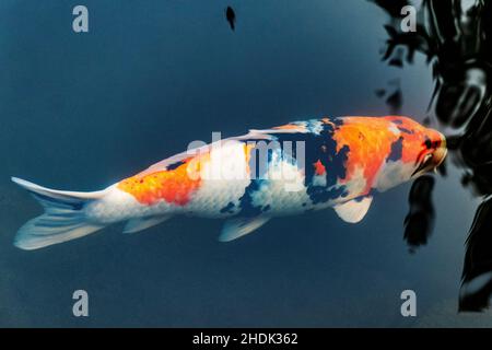 Koi; Nishikigoi; Karpfen; Amurkarpfen; Cyprinus rubrofuscus; Portland Japanese Gardens; Portland; Oregon; USA Stockfoto