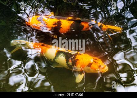 Koi; Nishikigoi; Karpfen; Amurkarpfen; Cyprinus rubrofuscus; Portland Japanese Gardens; Portland; Oregon; USA Stockfoto