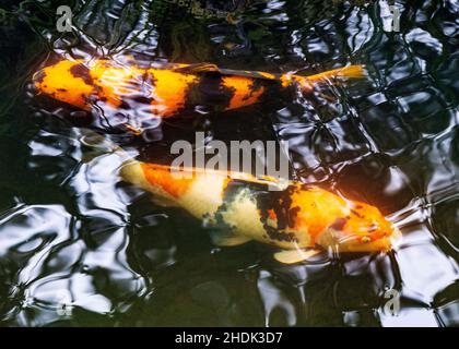 Koi; Nishikigoi; Karpfen; Amurkarpfen; Cyprinus rubrofuscus; Portland Japanese Gardens; Portland; Oregon; USA Stockfoto