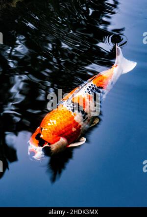 Koi; Nishikigoi; Karpfen; Amurkarpfen; Cyprinus rubrofuscus; Portland Japanese Gardens; Portland; Oregon; USA Stockfoto