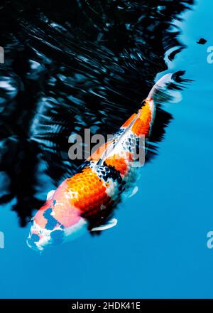 Koi; Nishikigoi; Karpfen; Amurkarpfen; Cyprinus rubrofuscus; Portland Japanese Gardens; Portland; Oregon; USA Stockfoto