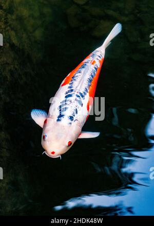 Koi; Nishikigoi; Karpfen; Amurkarpfen; Cyprinus rubrofuscus; Portland Japanese Gardens; Portland; Oregon; USA Stockfoto