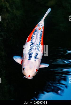 Koi; Nishikigoi; Karpfen; Amurkarpfen; Cyprinus rubrofuscus; Portland Japanese Gardens; Portland; Oregon; USA Stockfoto