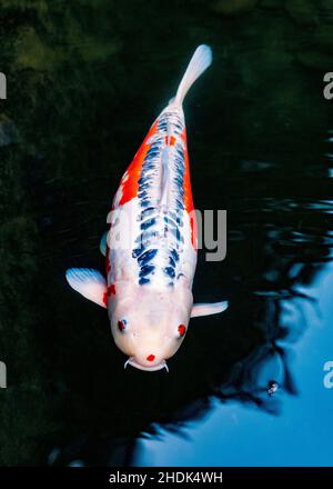 Koi; Nishikigoi; Karpfen; Amurkarpfen; Cyprinus rubrofuscus; Portland Japanese Gardens; Portland; Oregon; USA Stockfoto