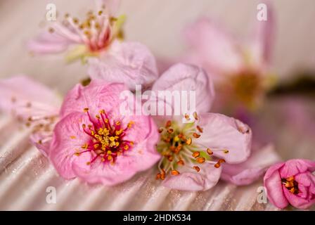 Blüte, Baumblüte, Pfirsichblüte, Blüten, Pfirsichblüten Stockfoto