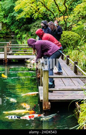 Touristen fotografieren Koi-Fische; Portland Japanese Gardens; Portland; Oregon; USA Stockfoto
