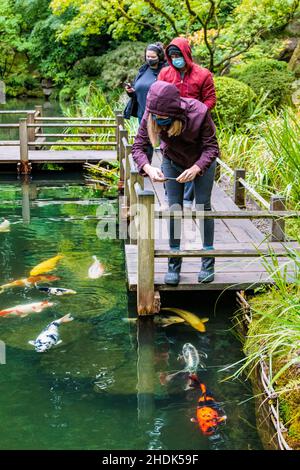 Touristen fotografieren Koi-Fische; Portland Japanese Gardens; Portland; Oregon; USA Stockfoto