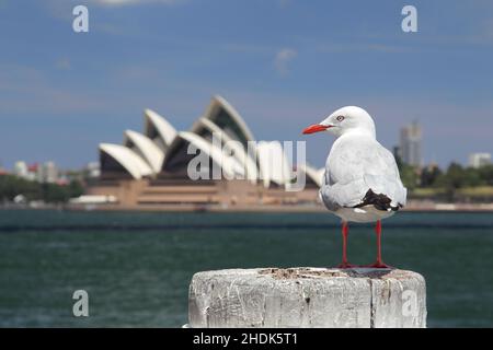 seagull, sydney, oper von sydney, Möwen, sydneys, Opernhäuser in sydney Stockfoto