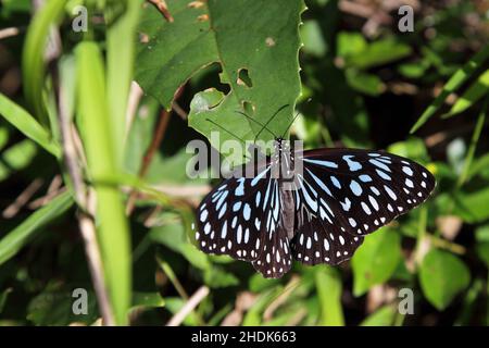 Schmetterling, tirumala hamata, Schmetterlinge, blauer Tiger, blauer Wanderer, Dunkelblauer Tiger Stockfoto