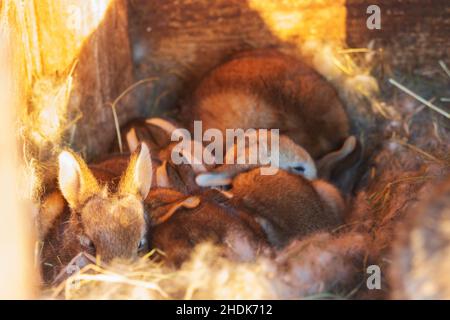Kleine Hasen sitzen im Nest Stockfoto