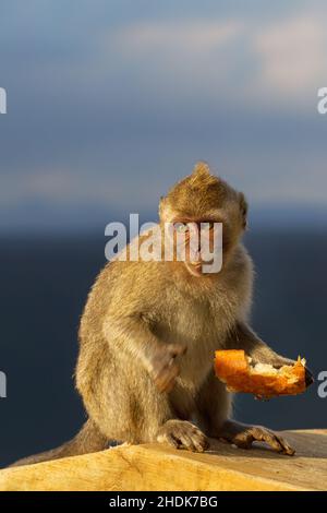 Affen, Krabben, die Makaken fressen, Affen, Primaten, Krabben fressende Makaken, Cynomolgus-Affe, Langschwanzmakake, philippinischer Affe Stockfoto
