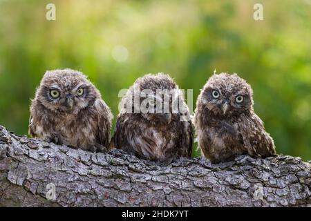 Jungtier, kleine Eule, Jungtiere, kleine Eulen Stockfoto