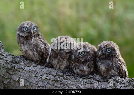 Kleine Eule, kleine Eulen Stockfoto