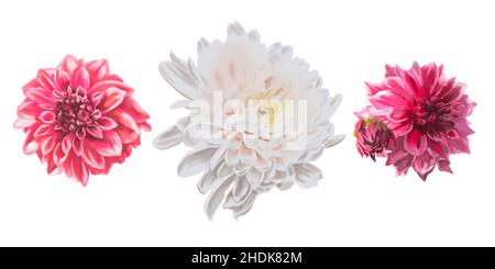 Aquarell-Satz Astern auf weißem Hintergrund. Aster rote, weiße und burgunderrote Blüten Stockfoto