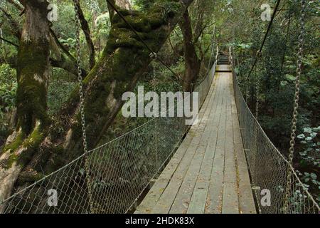 Hängebrücke, Regenwald, mckenzie River Rainforest Walk, Hängebrücken, Dschungel, Regenwälder, Regenwald Walk Stockfoto