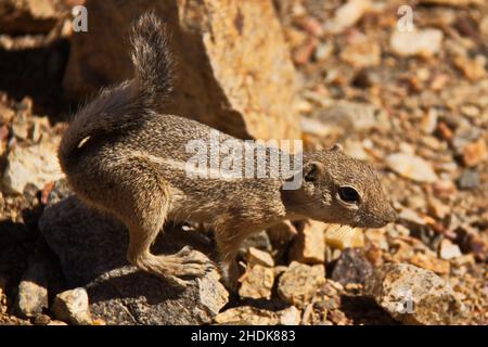 Weißschwanzantilopenhörnchen Stockfoto